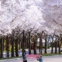[홍천] 비발디파크의 봄봄 벚꽃축제 (소노펠리체 빌리지 후기)