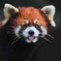 [아시아 동물] 레서판다 초상 / Portrait of a Lesser Panda (Red Panda)
