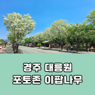 경주 대릉원 포토존 이팝나무 위치