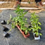 인천 당조고추모종, 토마토, 가지 구매 계양농협
