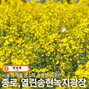 서울 유채꽃 명소 열린송현녹지광장 만개해서 더 예뻐