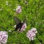 꽃과 나비~ 서양수수꽃다리 꽃과 카네이션 꽃에서 꿀을 빠는 나비