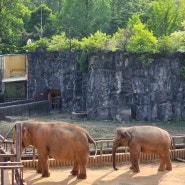 과천 서울대공원 동물원 날씨코끼리열차 유모차대여 아이와 어린이날 가볼만한곳