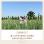 서울근교 아이랑가볼만한곳 : 안성팜랜드 동물체험&호밀밭,청보리축제🌿