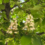 명륜성곽마을에 피어있는 찔레꽃 백일홍 새싹모종