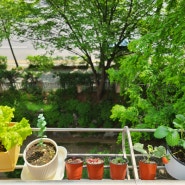우리집 소소한 식물 키우기! (바타비아상추, 딸기, 유칼립투스, 삽목식물들)