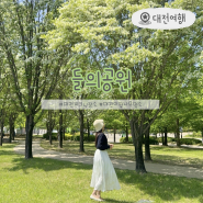 [대전 여행] 들의공원 5월 이팝나무 상태 피크닉 장소 추천