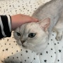 [시흥 배곧] 고양이와 힐링 시간 💕 “고양이주택 배곧점” / 방문후기