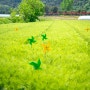 2024.05.04 절정을 조금지나 찾은 청보리밭과 유채꽃밭 펼쳐진 회룡포마을 봄꽃축제