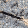 짱구개미