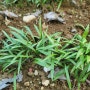 명의나물(산마늘)씨앗 파종할 밭 만들기