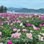 5월의 명소, 바다가 보이는 고흥 작약꽃밭... 작약꽃은 만개중~