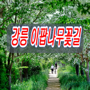 강릉 여행 가볼 만한 곳 남대천 이팝나무 꽃 길