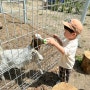 블루밍팜 포천 아이랑가볼만한곳 놀거리 볼거리 가득한 농장체험