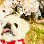 4월 벚꽃 놀이(시흥갯골생태공원)
