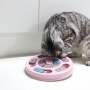 고양이 분리불안 및 스트레스 해결을 위한 노즈워크 먹이퍼즐 훈련