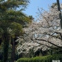 한림공원 - 휠체어로 방문해도 좋은 서쪽관광지 (4월 유채, 벚꽃)