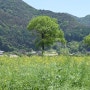 충북 옥천 봄을 알리는 유채꽃으로 유명한 트레킹 하기 좋은 옥천 금강수변친수공원