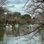 일본여행 둘쨋날 :: 기치죠지 페이퍼메세지,이노카시라공원,하라도너츠