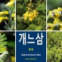 개느삼[Sophora koreensis Nakai](2)꽃 콩과 낙엽관목 한국특산식물 천연기념물 제 372 호 학명변경 통합