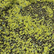 대구 북구 칠곡 노포 식당 자연발효차 한정식 녹야원