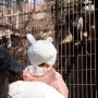 도쿄 가볼만한곳｜우에노 동물원 완벽 가이드 & 도쿄패스 활용 TIP