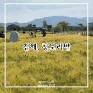 [김해] 김해 청보리밭 조만강생태공원 청보리 축제