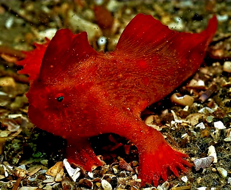 🐟 레드 핸드피쉬(Red handfish) : 네이버 블로그