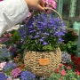 안산꽃시장 이동꽃마을, 어버이날 선물로 좋은 예쁜 화분 추천, 가격 공유