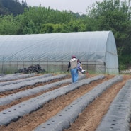 친환경 유기농 전문 황진이농장 열대둥근마 심는 날