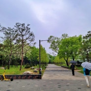 봄비 내리는 날 산책길 성호공원 이팝나무