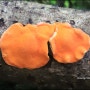[제주 버섯] 붉은점껍질고약버섯