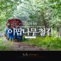 전주 이팝나무 철길 팔복동 이팝나무 5월 여행지 추천