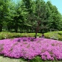오토캠핑의 성지 가평 자라섬 미리가 본 2024' 꽃축제 꽃 페스타