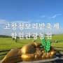 학원관광농원 고창 청보리밭 축제