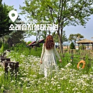 5월 인천 가볼만한곳 소래습지생태공원 개망초와 이팝나무