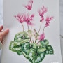 시클라멘 보태니컬아트 꽃그림 색연필