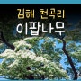 김해 천곡리 이팝나무 주촌 천연기념물 이팝꽃