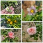 주말농장에 피는 5월의 꽃! 장미와 작물의 5월 탄생화
