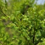 산초잎 장아찌 먹는법 효능 성분