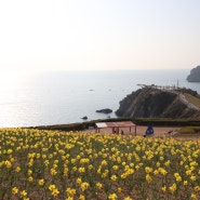 #한달 중 하루 여행_3월:)) 오륙도(수선화), 명지(매화,갈맷길,국회도서관,수능엄사),다대포, 부산역(북항 친수공원)_2024.3.16.