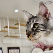 대형묘 메인쿤 고양이 크기 성묘 성격 분양가