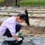 아이들과 함께한 주말농장 모종 호박 단호박 심는 시기 심는법