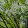 비 오는 날의 이팝나무 ㅣ이팝나무 학명과 특징 ·천연기념물 이팝나무의 전설