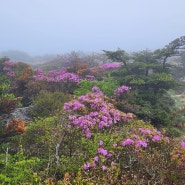 제주 윗세오름 털진달래 개화현황, 한라산 영실코스 등산 후기