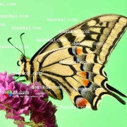 super macro 산호랑나비 Papilio machaon