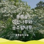 [걸음걸음 푸른숲] 홍릉숲의 오늘 - '이팝나무'와 '공조팝나무'