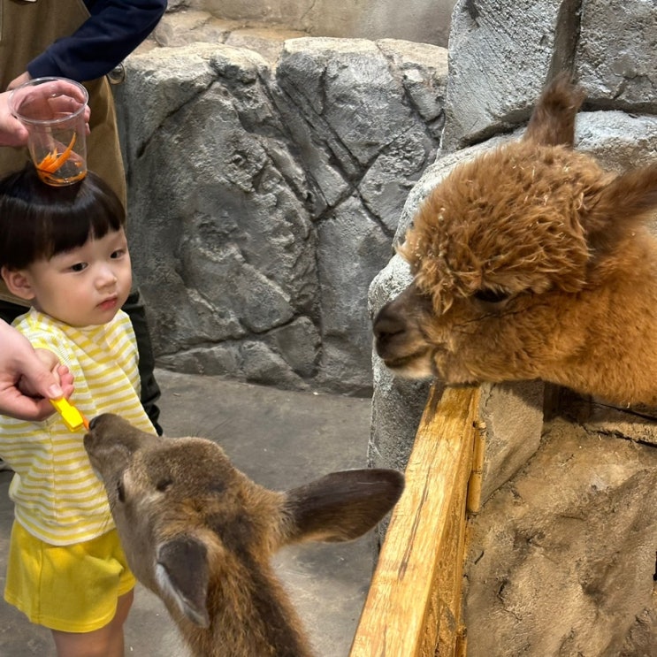 대전근교 비오는날 아이와 가볼만한 곳 청주 실내 쥬니멀 동물원