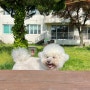 [용인 기흥구] 애견동반 '골드펫리조트' 소형견 프라이빗존 글램핑