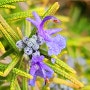 아름다운 허브 로즈마리 꽃(반려식물)